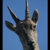 IMG_6568